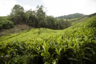 Malaysia, Cameron Highlands, ...