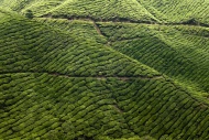 Malaysia, Cameron Highlands, ...