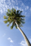 Thailand, Koh Lipe, Coconut palm