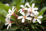 Singapore, Blossom of Plumeri...