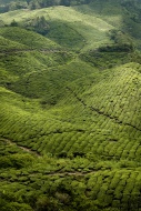 Malaysia, Cameron Highlands, ...