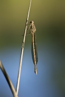 Common Winter Damselfly (Symp...