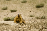 Himalayan Marmot (Marmota Him...