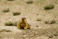 Himalayan Marmot (Marmota Him...