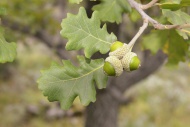 Dwarf Oak (Quercus sp.), Cres...