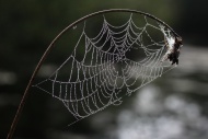 Spider web with dew drops, Ba...