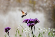 Hummingbird Hawk-moth or Humm...