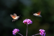 Hummingbird Hawk-moths or Hum...