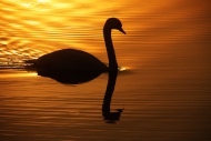 Mute Swan (Cygnus olor), back...