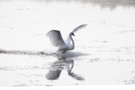 Mute Swan (Cygnus olor), spre...