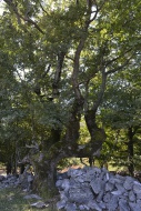 Turkey oak (Quercus cerris), ...