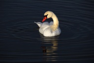 Mute Swan (Cygnus olor), Fede...