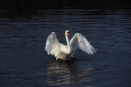 Mute Swan (Cygnus olor), beat...