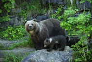 Brown Bear (Ursus arctos) wit...