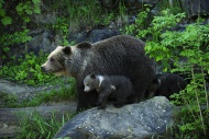 Brown Bear (Ursus arctos) wit...