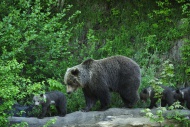 Brown Bear (Ursus arctos) exp...