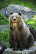 Brown Bear (Ursus arctos) sit...