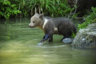 Brown Bear (Ursus arctos) cub...
