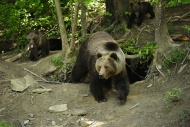 Brown Bears (Ursus arctos), m...