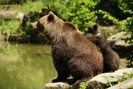 Brown Bears (Ursus arctos), c...