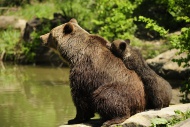 Brown Bears (Ursus arctos), c...