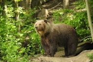 Brown Bear (Ursus arctos) sta...