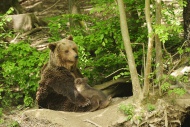 Brown Bear (Ursus arctos) sit...