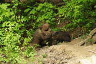 Brown Bears (Ursus arctos), t...