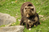Brown Bear (Ursus arctos) loo...