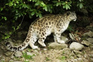 Snow Leopard (Uncia uncia), Z...