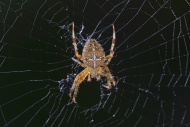 European Garden spider (Arane...