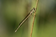 Common Winter Damselfly (Symp...