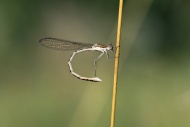 Common Winter Damselfly (Symp...