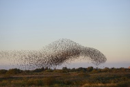 Large flock of Starlings (Stu...
