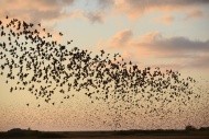 Large flock of Starlings (Stu...
