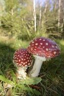 Fly Agaric (Amanita muscaria)...