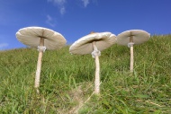 Parasol Mushrooms (Macrolepio...