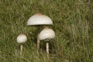Parasol Mushrooms (Macrolepio...
