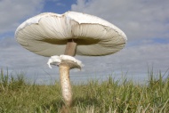 Parasol Mushroom (Macrolepiot...