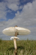 Parasol Mushroom (Macrolepiot...