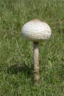 Parasol Mushroom (Macrolepiot...