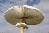 Parasol Mushroom (Macrolepiot...