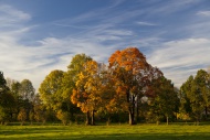 Autumn coloured trees in a me...