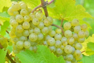 Ripe grapes, Riesling variety...