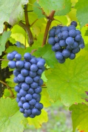 Ripe grapes, Lemberger grape ...