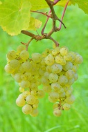 Ripe grapes, Riesling variety...