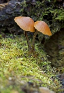 Snakeskin Brownie (Hypholoma ...