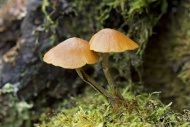 Snakeskin Brownie (Hypholoma ...