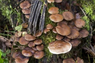 Cortinarius mushrooms (Cortin...