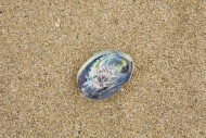 New Zealand, Sea snail shell ...